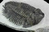 Bargain, Coltraneia Trilobite Fossil - Huge Faceted Eyes #92120-2